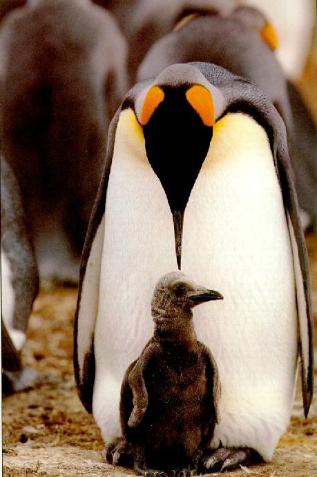 King Penguins 6-Mom nursing baby.jpg