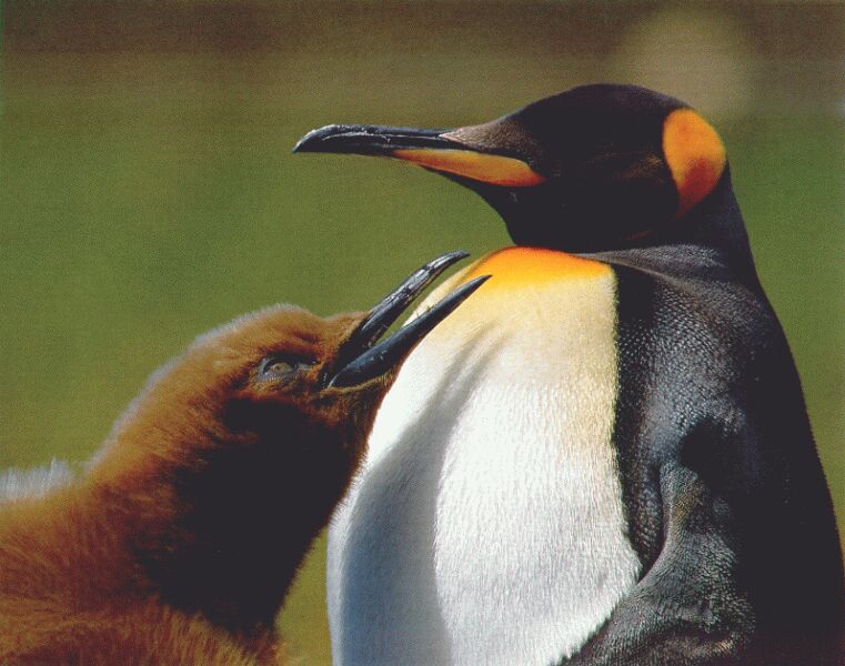 King penguins-chick begs food.jpg
