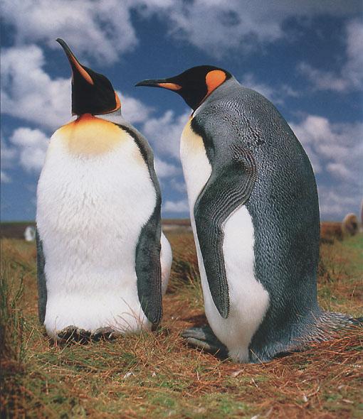 King-Penguins On Grass.jpg