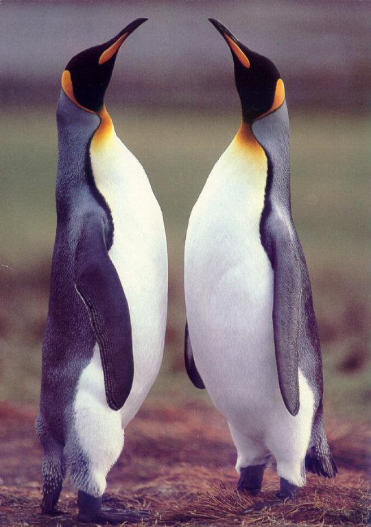 lj Frans Lanting King Penguins.jpg