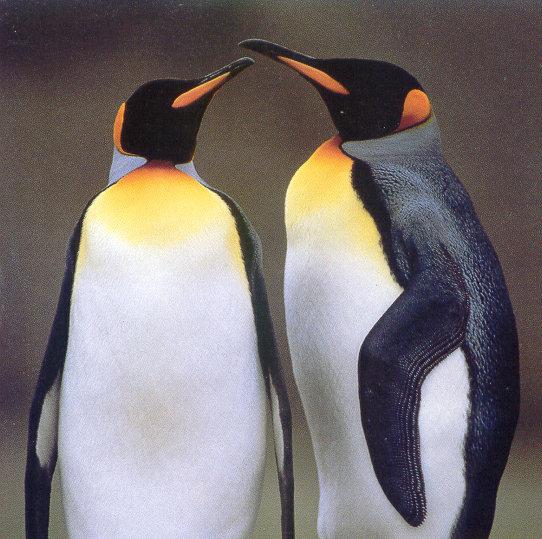 lj King Penguins.jpg