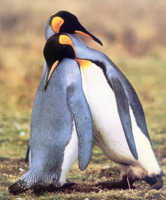 lj King Penguins lean on me.jpg