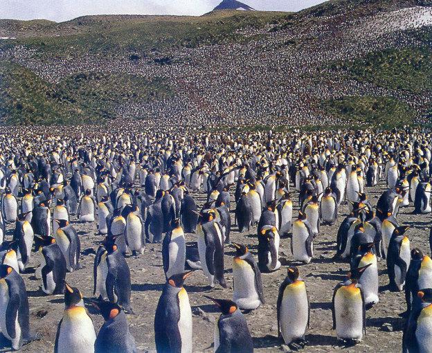 lj South Georgia Island\'s Antarctic Penguin Colonies.jpg