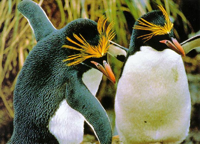 2 Macaroni Penguins-01-Yellow Crowned-Dancing.jpg