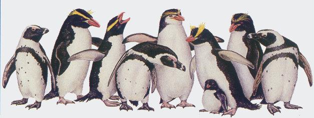 lj Todd Telander Penguins.jpg