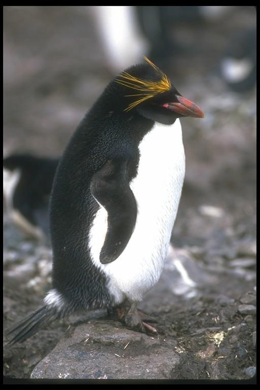 Macaroni penguin Standing-106059.jpg
