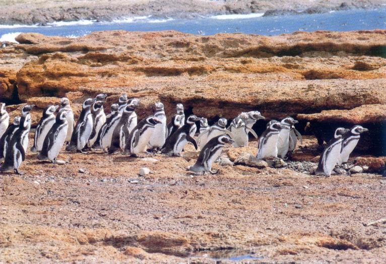 lj Penguins Punta Tombo Patagonia.jpg