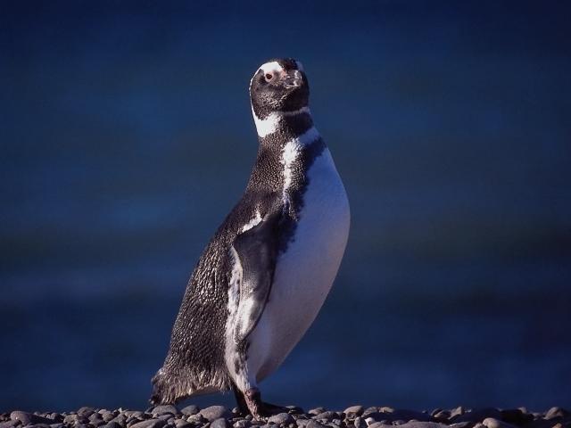 Magellanic Penguin-Standing-On Pebbles Shore.jpg