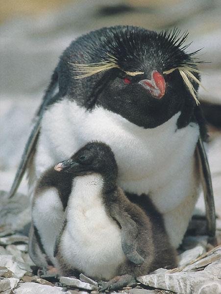RockHopper Penguins-Mom nursing baby.jpg