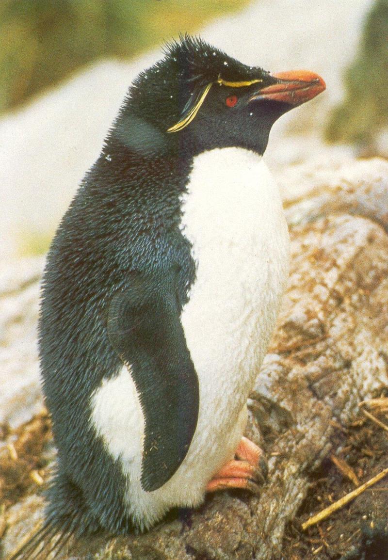 rockhopper penguin.jpg