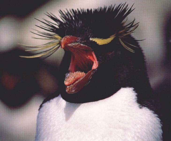 Rockhopper penguin-crying face closeup.jpg