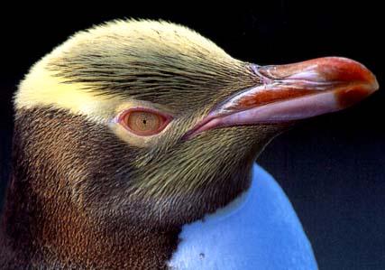 Yellow-eyed Penguin Face Closeup.jpg