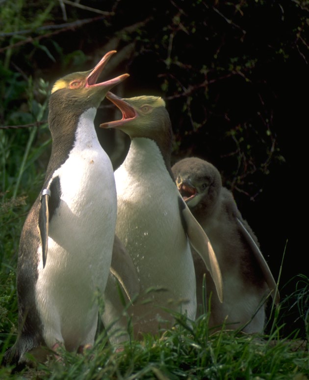 Yellow-eyed Penguins-Loud Calls on grass.jpg
