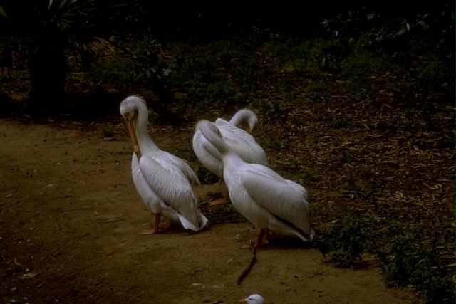 bird046-White Pelicans-Cleaning feathers.jpg
