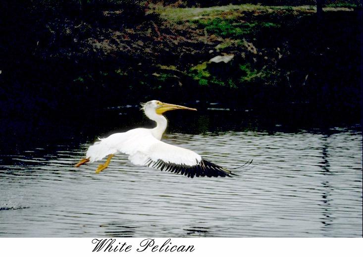 34whplcn-White pelican-takes off to flight.jpg
