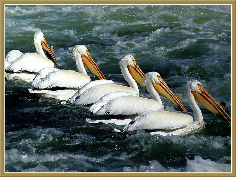 Ds-Cal Oiseaux 10 - Pelicans blanc d\'Amerique-White Pelicans.jpg