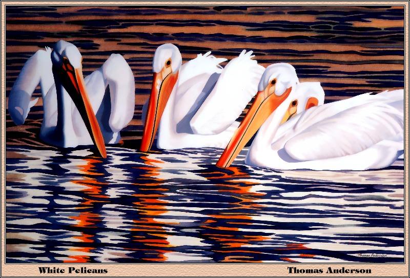 p-bwa-04-White Pelicans-Painting by Thomas Anderson.jpg