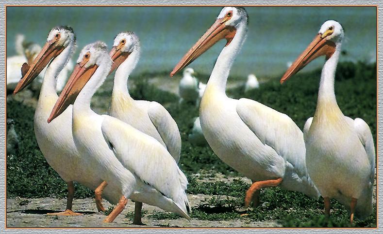 White Pelican 03-Flock-Marching.jpg
