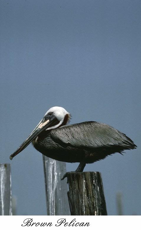 59brplcn-Brown pelican-perching on log.jpg