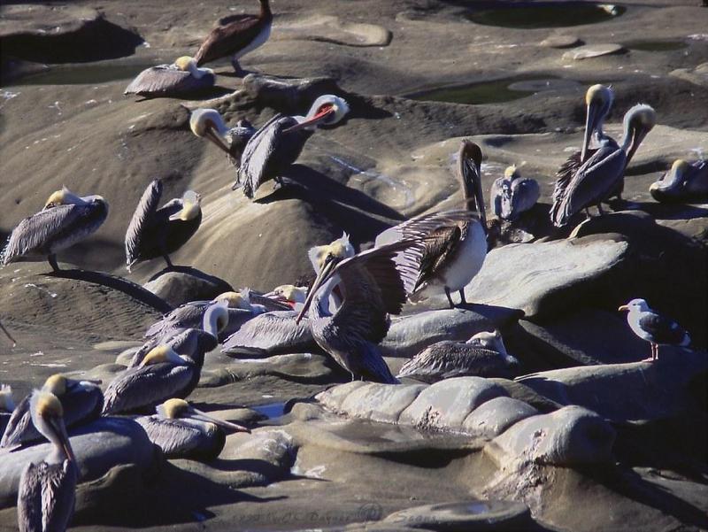 68 Brown Pelican 9L-flock on shore.jpg