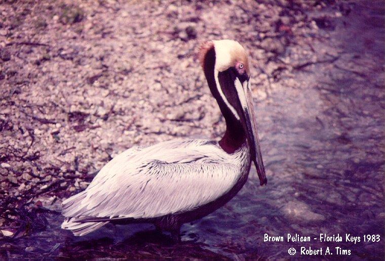 brown pelican 1.jpg