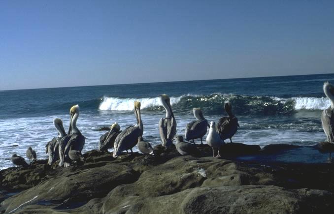 Brown Pelicans 011 147-flock on rock.jpg
