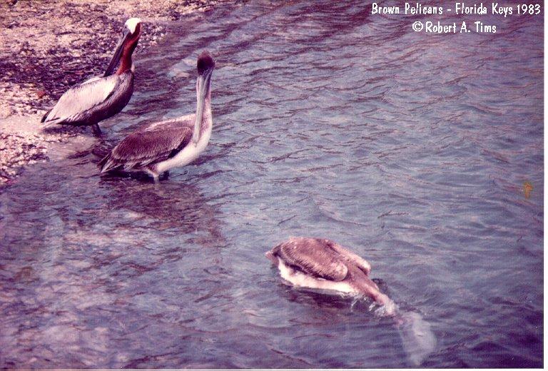 brown pelicans 1.jpg