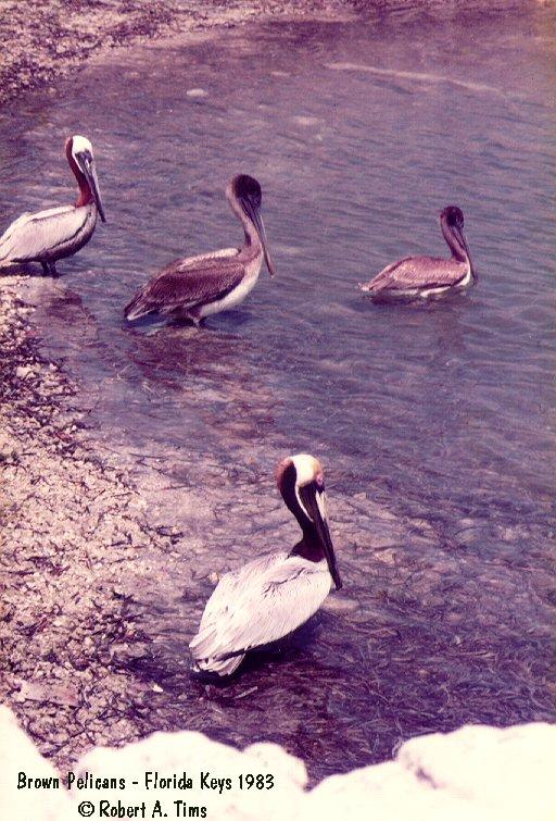 brown pelicans 2.jpg