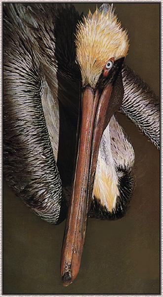 Brown Pelican 00-Face Closeup.jpg