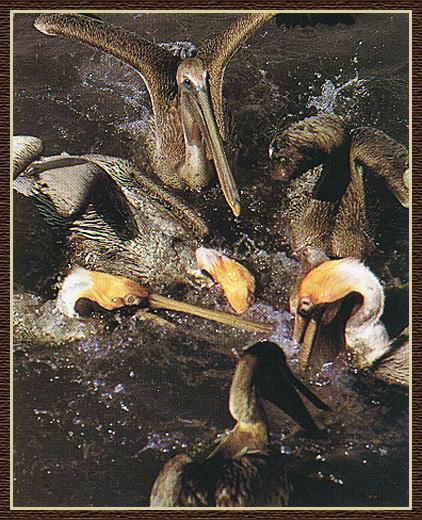 Brown Pelican 03-Flock-Fishing.jpg