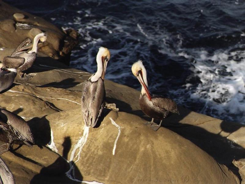 Brown Pelicans On Sea Shore Rock.jpg