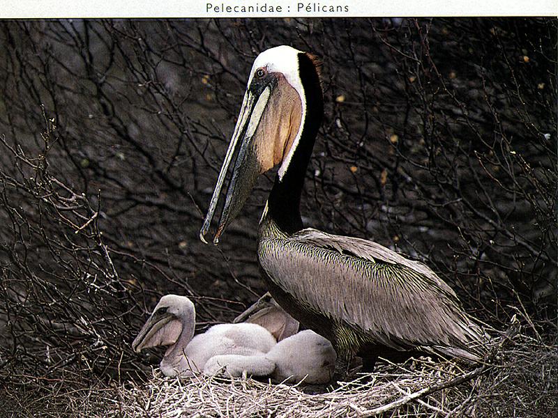 Ds-Oiseau 117-Brown Pelicans-mom and chicks in nest.jpg