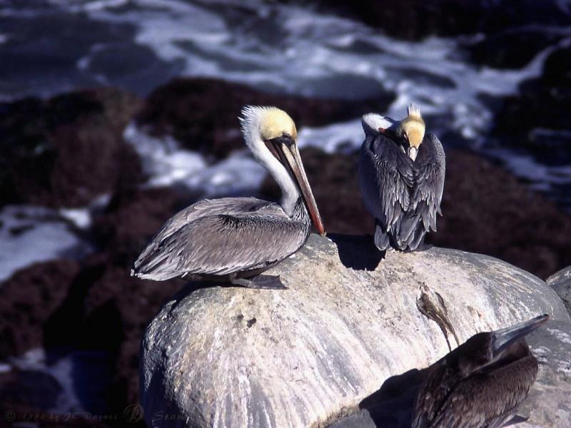 pelcan6l-Brown Pelicans-guarding chick on rock.jpg