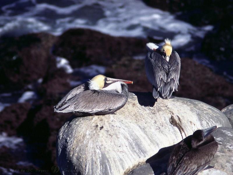 pelcan7l-Brown Pelicans-guarding chick on rock.jpg
