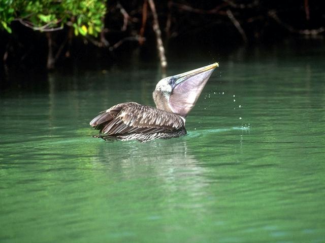 Pelican B05i0027-Floating.jpg