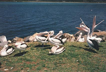Australian Animal-pelicans.jpg