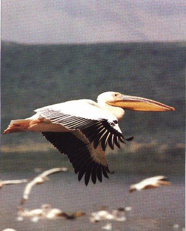Old World White Pelican-Flying.jpg