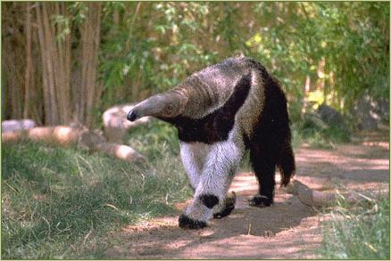 anteater-Giant Anteater-walking on path.jpg
