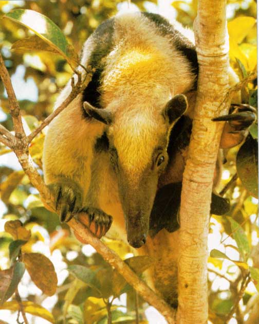Awhat32-Collared Anteater-Tamandua.jpg