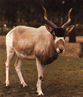 Addax Antelope-Addax nasomaculatus 1-walking-closeup.jpg