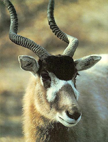Addax Antelope-face closeup.jpg