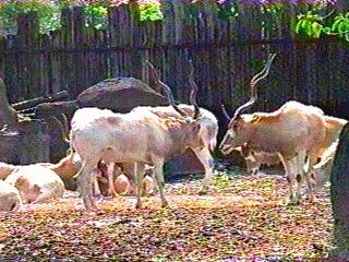 anim010-Addax Antelopes-in zoo.jpg
