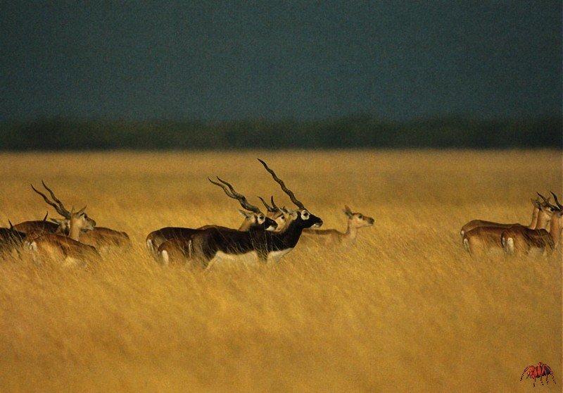 blackbuck (antilope cervicapra).jpg