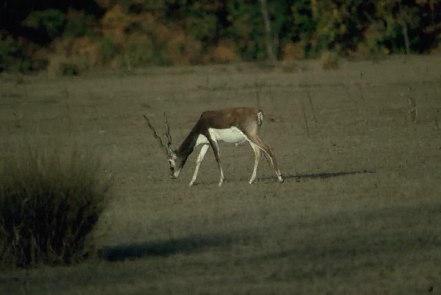 Blackbuck-Antilope cervicapra 1-foraging on grass.jpg