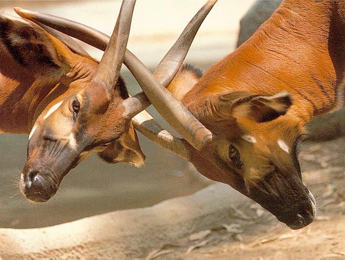 African Antelope-bongos 2.jpg