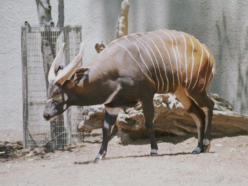 kudu21L-Bongo Antelope-San Diego Zoo.jpg