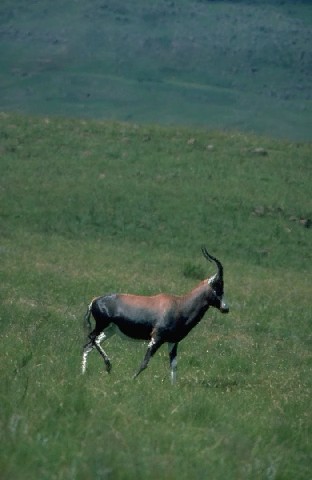 Blesbok Antelope-Damaliscus dorcas phillipsi-on grass hill.jpg