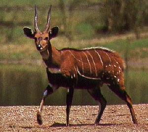 Bushbuck Antelope-Tragelaphus scriptus 1-walking water bank.jpg