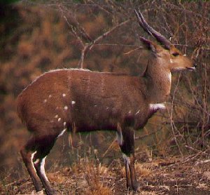 Bushbuck Antelope-Tragelaphus scriptus 2-standing in bush.jpg
