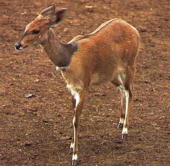 Bushbuck Antelope-Tragelaphus scriptus 3-walking on ground.jpg